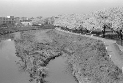 黒目川の桜