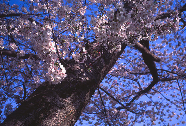 エルマーで桜を撮る