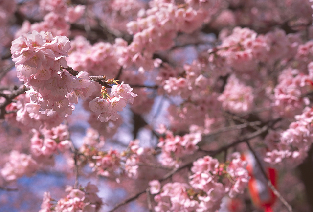 リバーサルフィルムで河津桜を撮る
