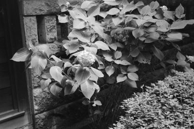 あじさいの季節2020